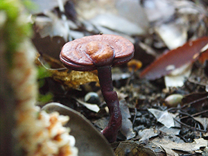 Ganoderma Neojaponicum